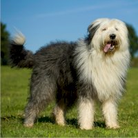 Staroanglický ovčák (Bobtail) – Dora Zett / Shutterstock