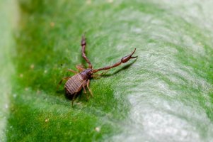 Štírek obecný (Chelifer cancroides) – Lutsenko_Oleksandr / Shutterstock