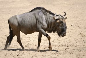 Pakůň žíhaný (Connochaetes taurinus) – Christian Musat / Shutterstock