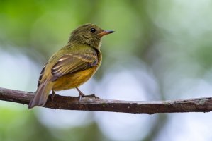 Tyrančík okrovobřichý (Mionectes oleagineus) – J. Esteban Berrio / Shutterstock