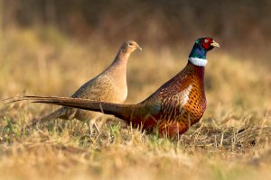 Samice (vlevo) a samec bažanta obecného obojkového (Phasianus colchicus torquatus) – Marcin Perkowski / Shutterstock