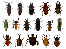 Brouci (Coleoptera) – RotepolicePhoto / Shutterstock