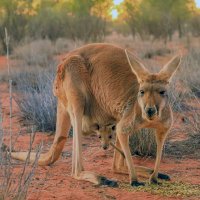 Klokan červený (Macropus rufus), samice s mládětem ve vaku – Benny Marty / Shutterstock