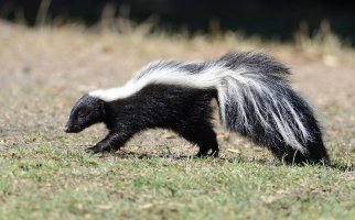 Skunk pruhovaný (Mephitis mephitis) – Matt Knoth / Shutterstock