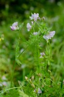 Ptačí noha setá neboli seradela (Ornithopus sativus) – COULANGES / Shutterstock
