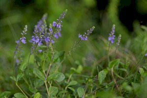 Rozrazil lékařský (Veronica officinalis) – Ihor Hvozdetskyi / Shutterstock