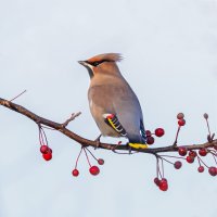 Brkoslav severní (Bombycilla garrulus) – Pim Leijen / Shutterstock