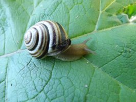 Páskovka žíhaná (Cepaea vindobonensis) – Koza-dereza / Shutterstock