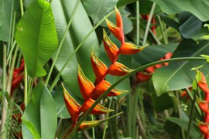 Heliconia bihai – Skyprayer2005 / Shutterstock