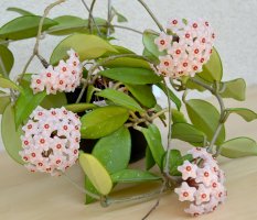 Kvetoucí voskovka (Hoya carnosa) – Irina Borsuchenko / Shutterstock