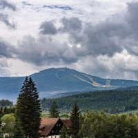 Javor – Vladimir Prokop / Shutterstock