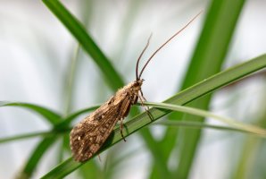 Druh chrostíka (Trichoptera) – Dmitry Scheglov / Shutterstock