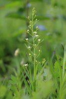 Lněnka lnolistá (Thesium linophyllon) – andrzej_67 / Shutterstock