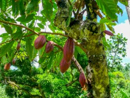 Kakaovník (Theobroma cacao) – DNieuwland / Shutterstock