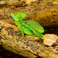 Bazilišek americký (Basiliscus basiliscus) – dshumny / Shutterstock