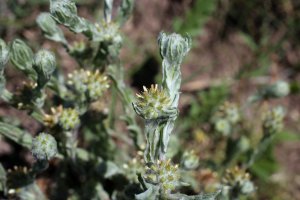 Bělolist obecný (Filago vulgaris, syn. Filago germanica) – Vankich1 / Shutterstock