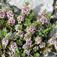 Sivěnka přímořská (Glaux maritima) – HHelene / Shutterstock