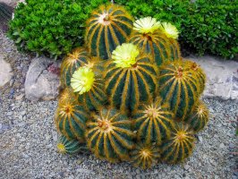 Kvetoucí kaktus Parodia magnifica – alexzzamm / Shutterstock