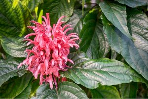 Jacobinia carnea – Jirik V / Shutterstock