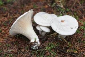 Mechovka obecná (Clitopilus prunulus) – Henri Koskinen / Shutterstock