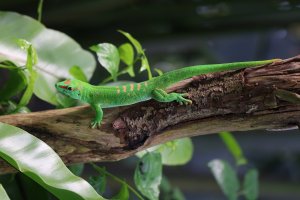 Felzuma madagaskarská (Phelsuma madagascariensis) – ebrithiljonas / Shutterstock