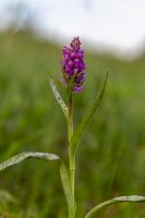 Prstnatec májový (Dactylorhiza majalis) – Ihor Hvozdetskyi / Shutterstock
