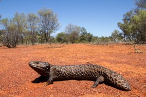 Scink uťatý (Tiliqua rugosa) – Ken Griffiths / Shutterstock