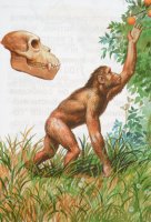 Ramapithecus, ilustrace – Neveshkin Nikolay / Shutterstock