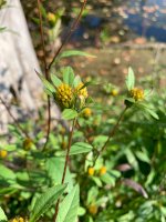 Dvouzubec trojdílný (Bidens tripartitus) – Olya Gan / Shutterstock
