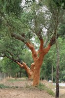 Pěstování dubů korkových (Quercus suber) v Alenteju, Portugalsko – Angelina Dimitrova / Shutterstock
