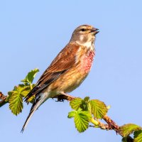 Konopka obecná (Carduelis cannabina) – SanderMeertinsPhotography / Shutterstock