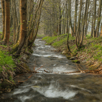 Ostružná – Michael Nosek / Shutterstock