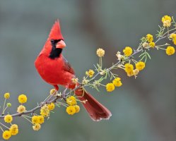Kardinál červený (Cardinalis cardinalis) – Rob Palmer Photography / Shutterstock