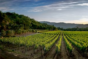 Vinice – Wendell Shinn / Unsplash