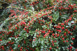 Skalník Dammerův (Cotoneaster dammeri) – Natalka De / Shutterstock