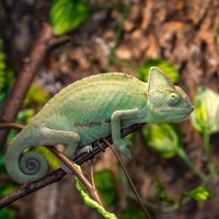 Chameleon jemenský (Chamaeleo calyptratus) – Iv-olga / Shutterstock