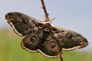 Martináč hrušňový (Saturnia pyri) – Cosmin Manci / Shutterstock