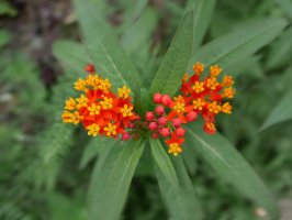 Klejicha (Asclepias curassavica) – Jirapa339 / Shutterstock