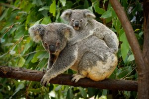 Koala (Phascolarctos cinereus) samice s mládětem na stromě v Austrálii – Martin Pelanek / Shutterstock