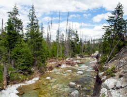 Studený potok, Tatry – Daniel Prudek / Shutterstock