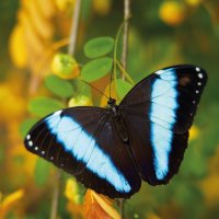 Morfo modrý (Morpho achilles), Kolumbie – Ondrej Prosicky / Shutterstock