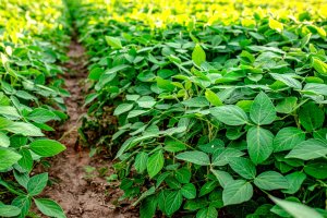 Sója luštinatá (Glycine max), sójové pole – Lipatova Maryna / Shutterstock