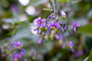 Lilek potměchuť (Solanum dulcamara) – Bilal Kocabas / Shutterstock