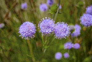 Pavinec horský (Jasione montana) – robotrecorder / Shutterstock