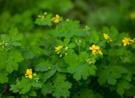 Vlaštovičník větší (Chelidonium majus) – FotoIgor / Shutterstock