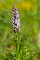 Pětiprstka žežulník (Gymnadenia conopsea) – Jordi Jornet / Shutterstock