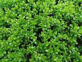 Zimostráz vždyzelený (Buxus sempervirens) – atdigit / Shutterstock