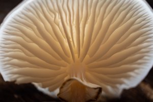 Lamela – Stefan Valastro / Shutterstock