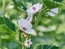 Proskurník lékařský (Althaea officinalis) – Kylbabka / Shutterstock