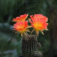 Kvetoucí kaktus z rodu Lobivia – suttirat wiriyanon / Shutterstock